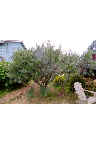 Обліпиха Чуйська Солодка - використання в ландшафтному дизайні